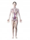 Female anatomy showing vascular system, digital illustration. — Stock Photo