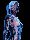 Female body with visible cardiovascular system, digital illustration. — Stock Photo