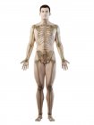 Visible skeleton in male body silhouette, computer illustration. — Stock Photo