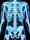 Male skeleton in transparent body silhouette, computer illustration. — Stock Photo