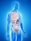 Realistic human body model showing male anatomy with internal organs behind ribs, digital illustration. — Stock Photo