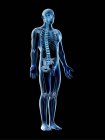 Male skeleton and ligaments in transparent body, computer illustration. — Stock Photo