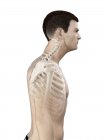 Male silhouette showing anatomy of neck injury, digital illustration. — Stock Photo