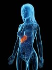 Female anatomy with highlighted diseased liver, computer illustration. — Stock Photo