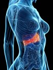 Female anatomy with highlighted diseased liver, computer illustration. — Stock Photo