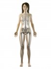 Visible skeleton in female body silhouette in front view, computer illustration. — Stock Photo