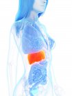 Female anatomy showing orange colored liver, computer illustration. — Stock Photo