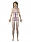 Vascular system in normal female body, digital illustration — Stock Photo