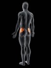 Abstract male body with detailed Gluteus minimus muscle, computer illustration. — Stock Photo