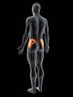 Abstract male body with detailed Gluteus medius muscle, computer illustration. — Stock Photo