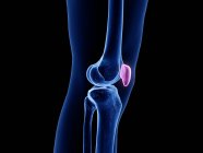 Patella bone in skeleton of human body, computer illustration. — Stock Photo