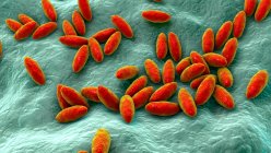 Brucella bacteria, illustration. Gram-negative pleomorphic bacteria that cause brucellosis in cattle and humans and are transmitted to humans by direct contact with ill animal or by contaminated milk. — Stock Photo