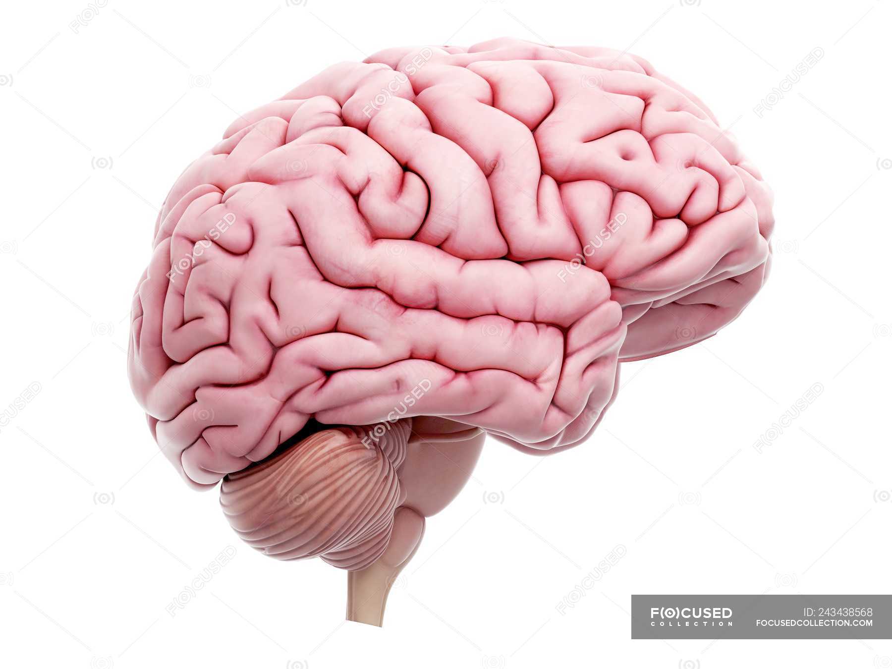 Top 85+ imagen human brain white background - Thcshoanghoatham-badinh ...