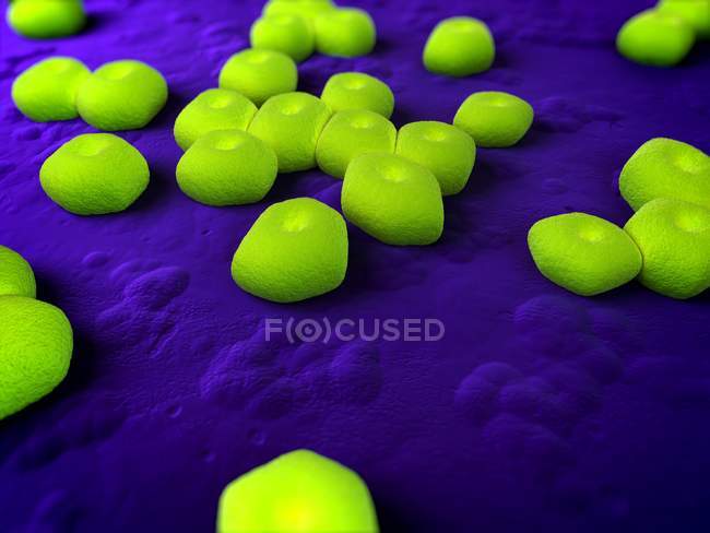 Acinetobacter sp. infezione batterica — Foto stock