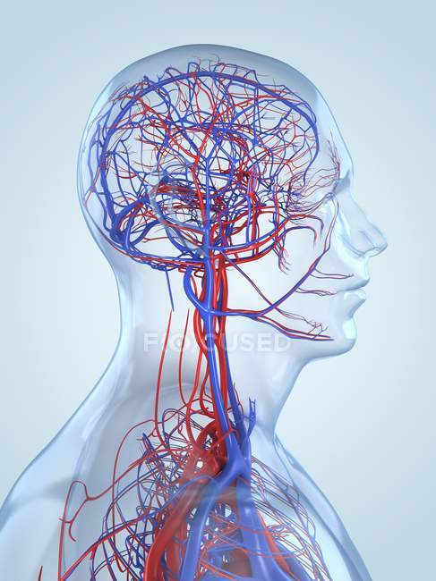 Blood vessel network of human head and brain — Stock Photo