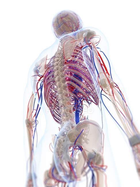 Male vascular system — Stock Photo