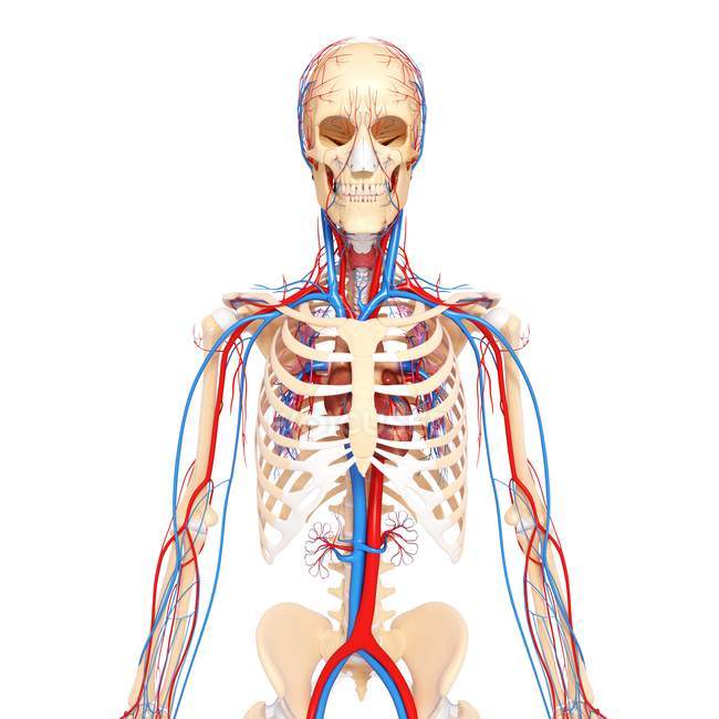 Healthy cardiovascular system — Stock Photo