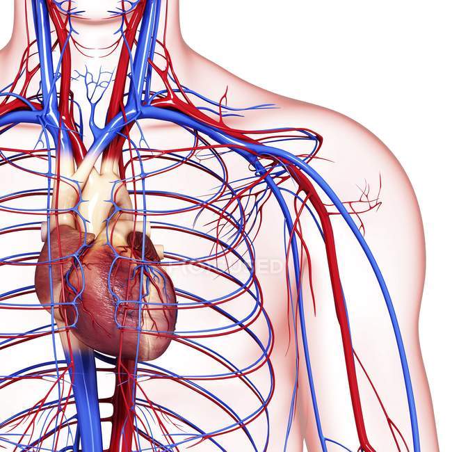 Healthy cardiovascular system — Stock Photo