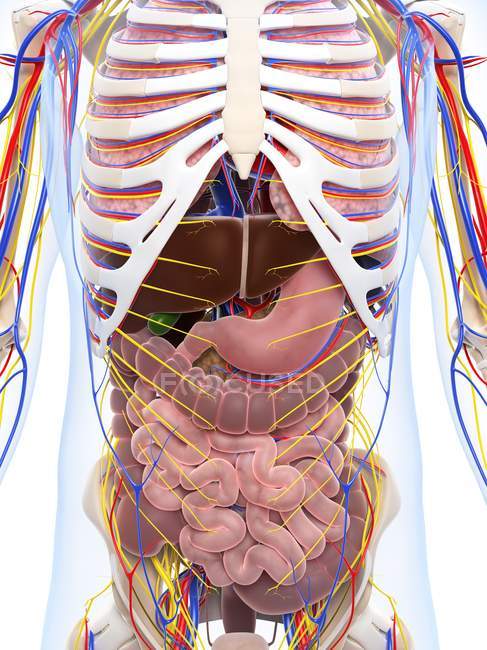 Circulatory and nervous systems — Stock Photo