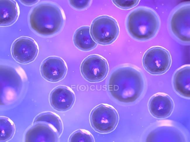 Animal Cells in culture — Stock Photo