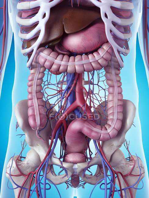 Internal organs and skeletal system — Stock Photo