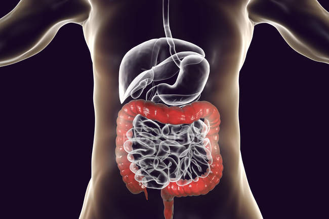 Digital illustration of human large intestine on black background. — Stock Photo