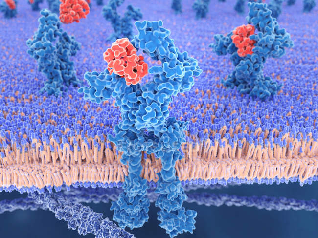 Red interleukin cells binding to blue receptor, digital illustration. — Stock Photo