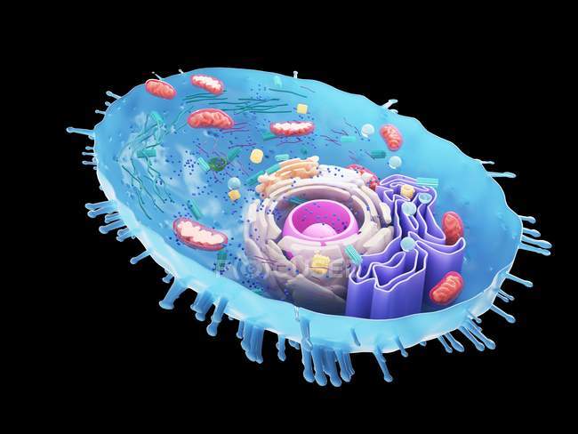 Magnified digital illustration of human cell cross-section. — Stock Photo