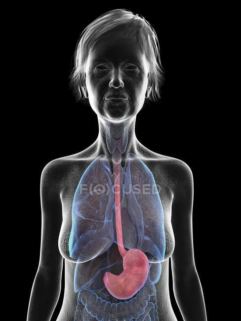 Grey silhouette of senior woman with highlighted stomach, medical illustration. — Stock Photo