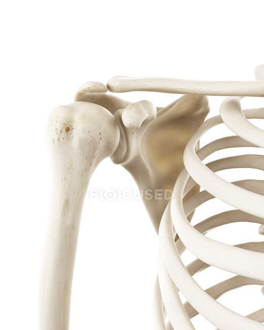 Illustration of human shoulder bones on white background. — Stock Photo