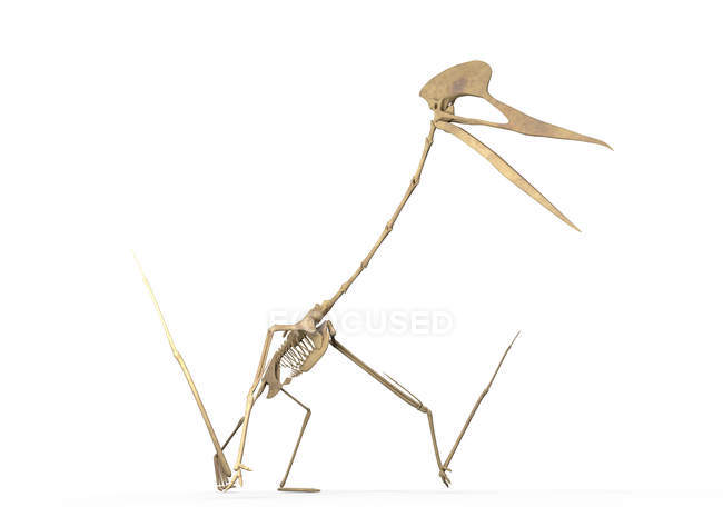 Quetzalcoatlus skeleton against white background, digital illustration. — Stock Photo