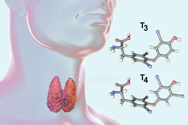 Molecule of triiodothyronine T3 hormone produced by thyroid gland, digital illustration. — Stock Photo