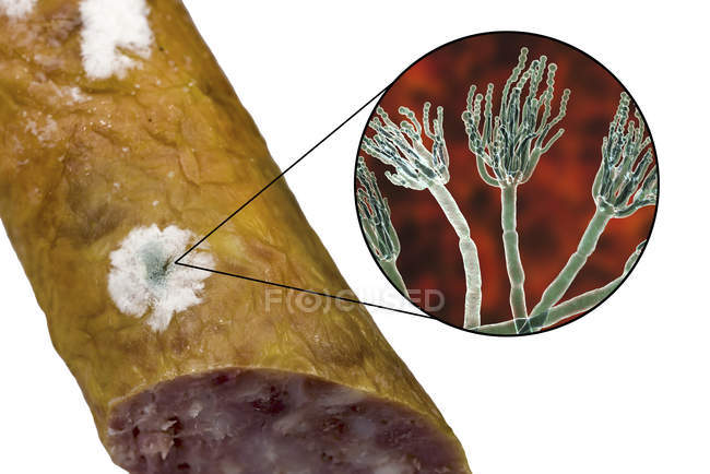 Mouldy smoked sausage and illustration of microscopic fungus Penicillium causing food spoilage and producing antibiotic penicillin. — Stock Photo