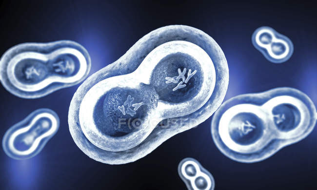 Illustration of transparent cells with splitting nucleus, cell membrane and visible chromosomes. — Stock Photo