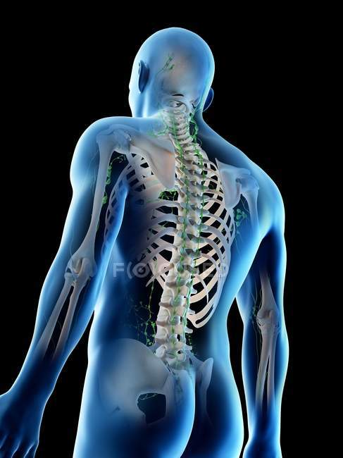 Anatomical male body showing skeleton and lymphatic system, digital illustration. — Stock Photo