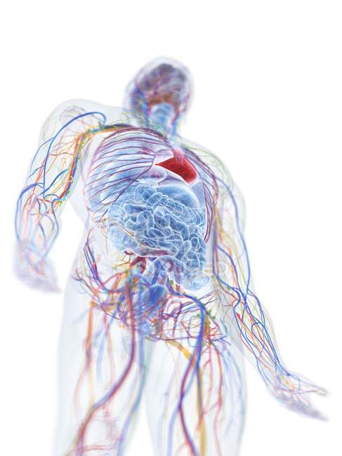 Human body model showing male anatomy and blood vessels, digital illustration. — Stock Photo