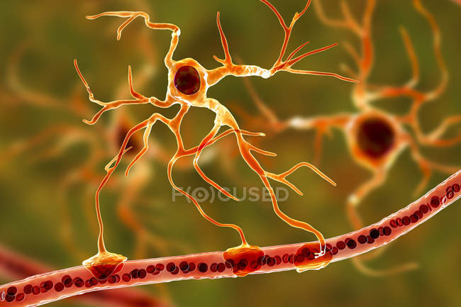 Astrocyte brain glial cell connecting neuronal cells to blood vessel, digital illustration. — Stock Photo