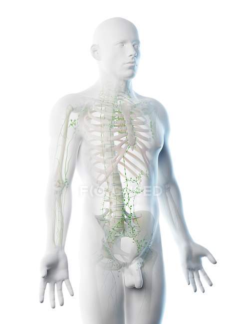 Abstract male body with visible skeleton and lymphatic system, computer illustration. — Stock Photo