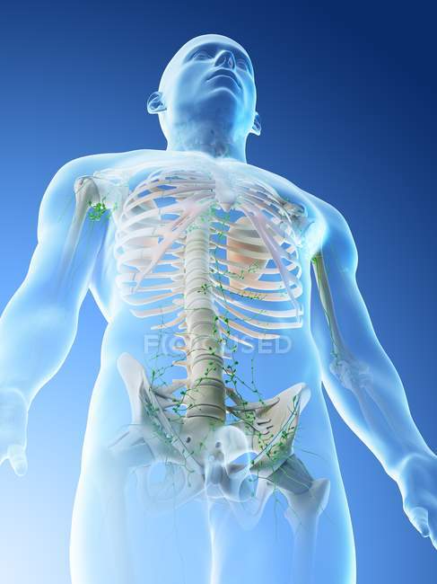 Lymphatic system of male upper body, computer illustration. — Stock Photo