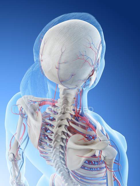 Female vascular system, computer illustration. — Stock Photo