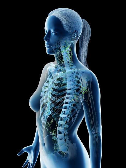 Female upper body lymphatic system, computer illustration. — Stock Photo