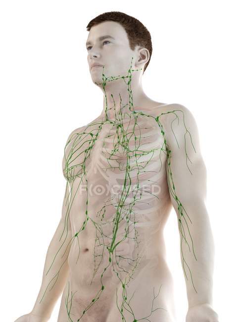 Anatomical male model showing lymphatic system, digital illustration. — Stock Photo