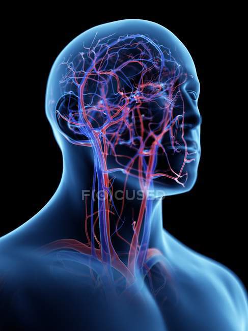 Vascular system of human head, computer illustration. — Stock Photo