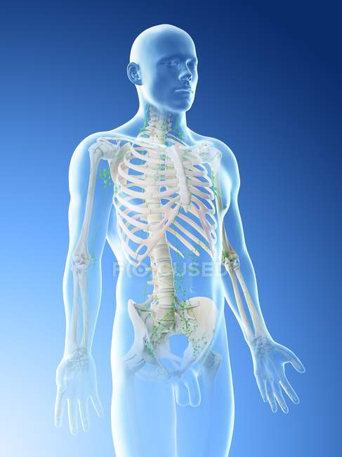 Abstract male body with visible skeleton and lymphatic system, computer illustration. — Stock Photo