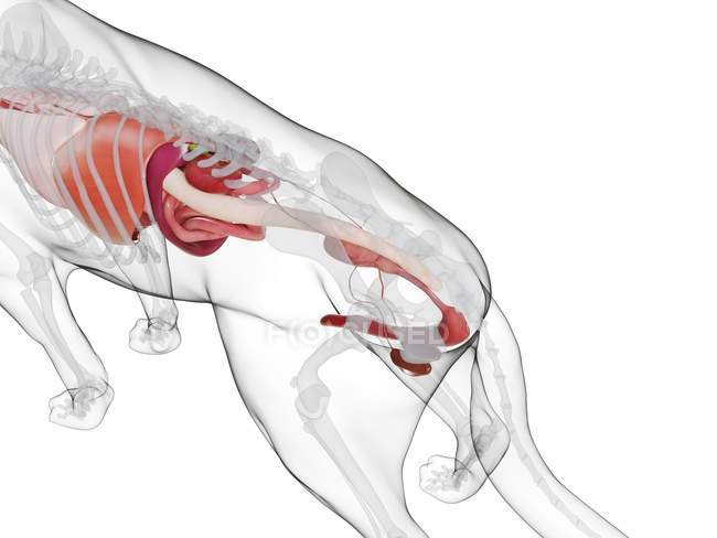 Dog anatomy with visible organs on white background, digital illustration. — Stock Photo