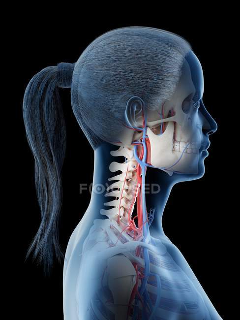 Vascular system of female human head, computer illustration. — Stock Photo