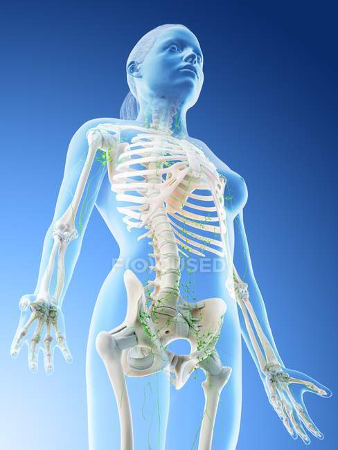 Female body showing skeleton and lymphatic system, digital illustration. — Stock Photo