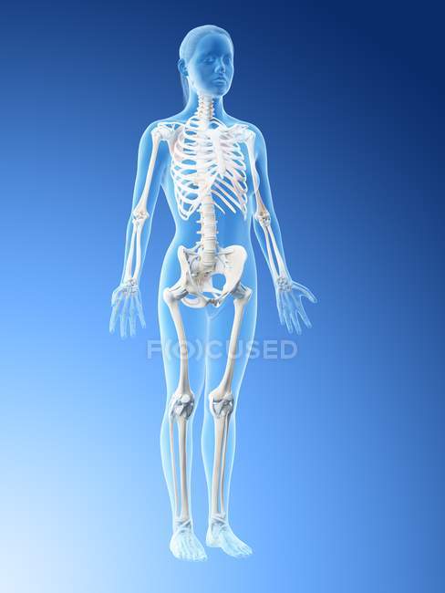 Female skeleton and ligaments in transparent body, computer illustration. — Stock Photo