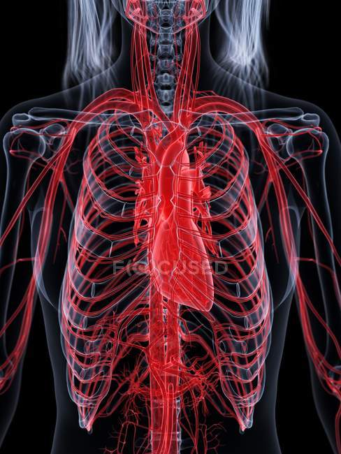 Female body with visible vascular system, digital illustration. — Stock Photo