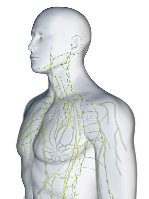 Abstract male body with visible lymphatic system, digital illustration. — Stock Photo